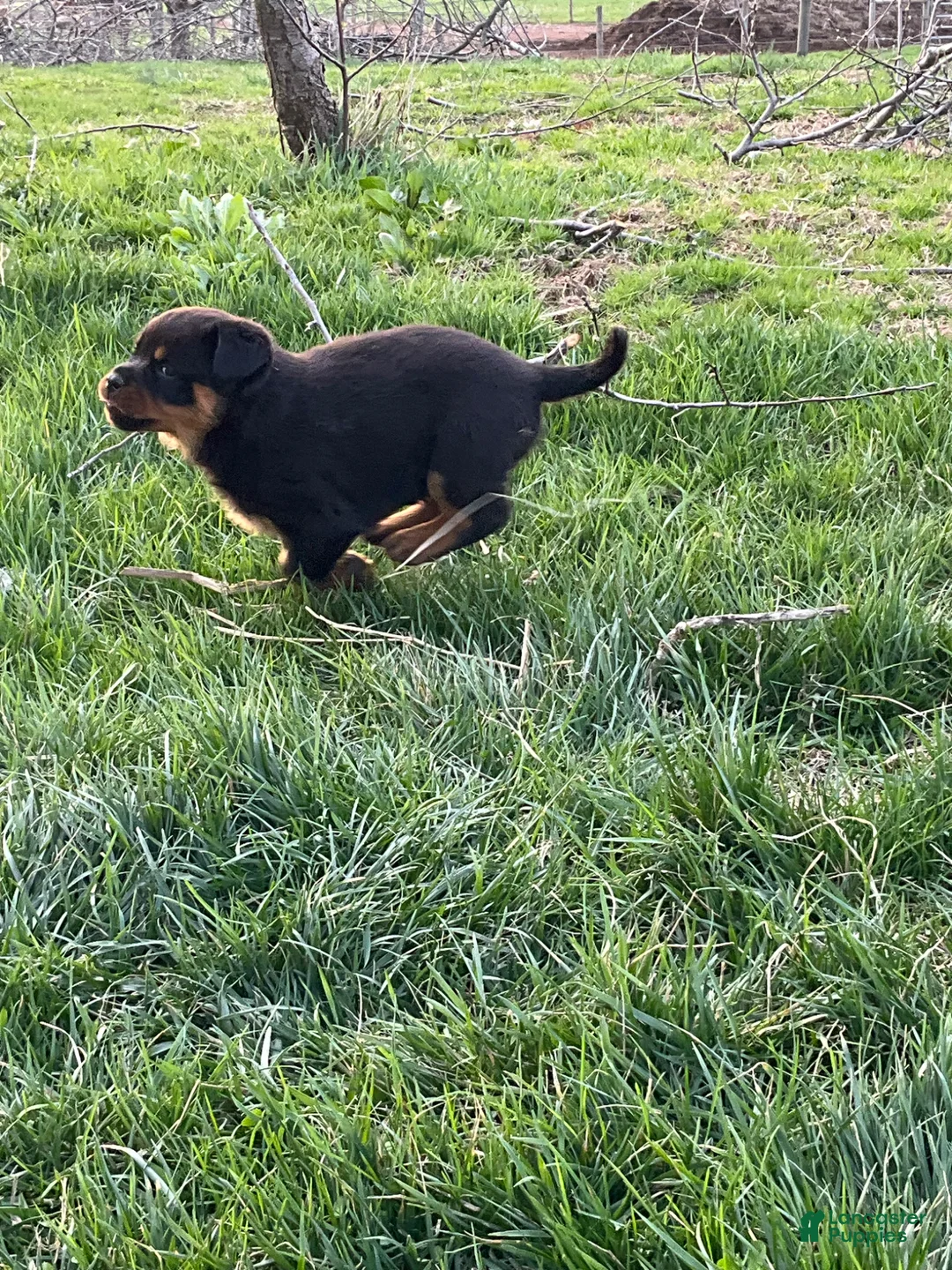 Rottweiler dogs for sale: Rottweiler Puppy 7 - Ad 1