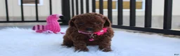 Toy Poodle dogs for sale: Macy - Ad 3
