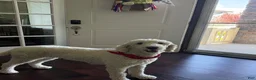 Standard Poodle dogs for sale: Jesse - Ad 3