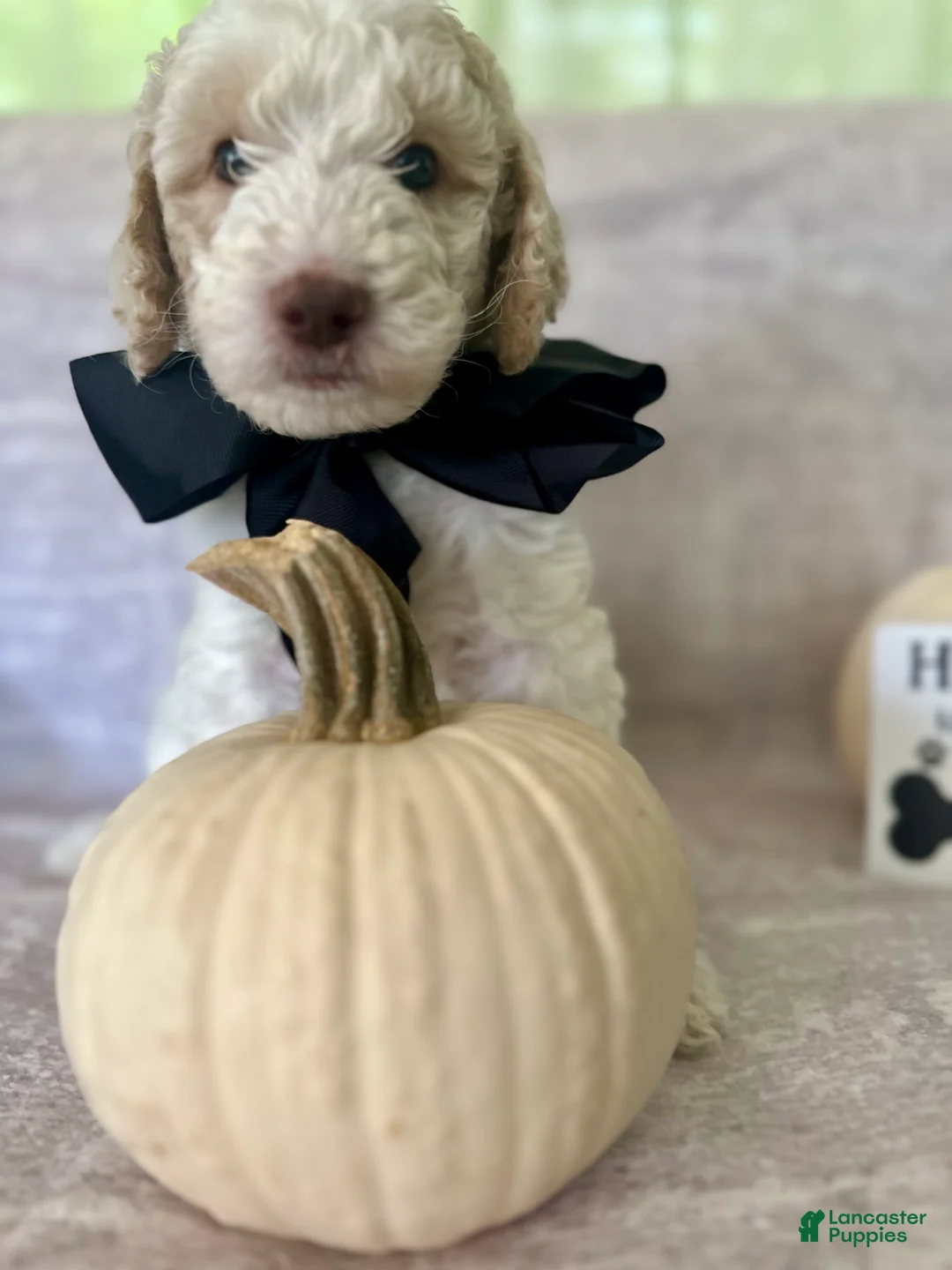 Goldendoodle dogs for sale: Ash 🖤 - Ad 2