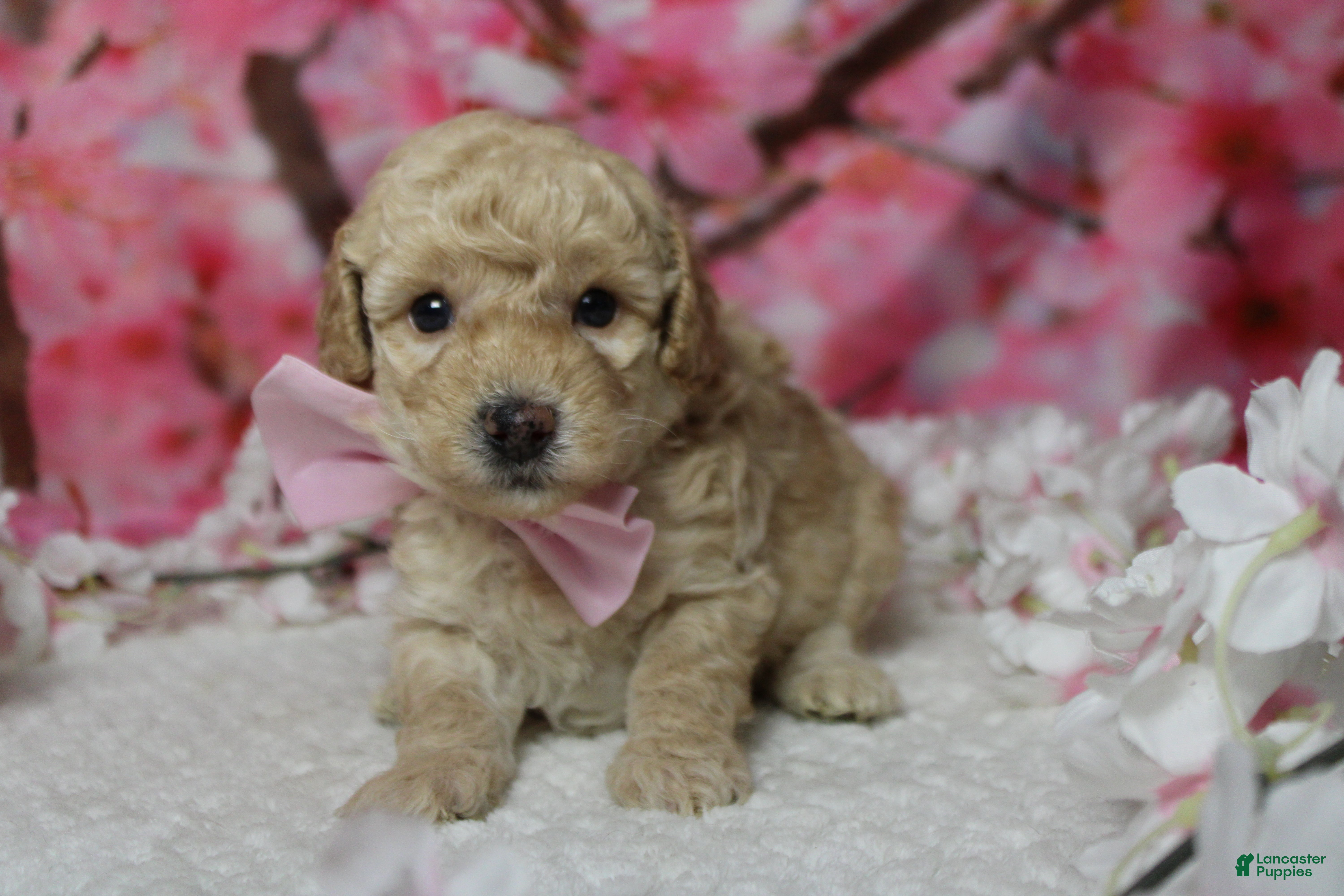 Toy Poodle dogs Theodore  - Ad 25