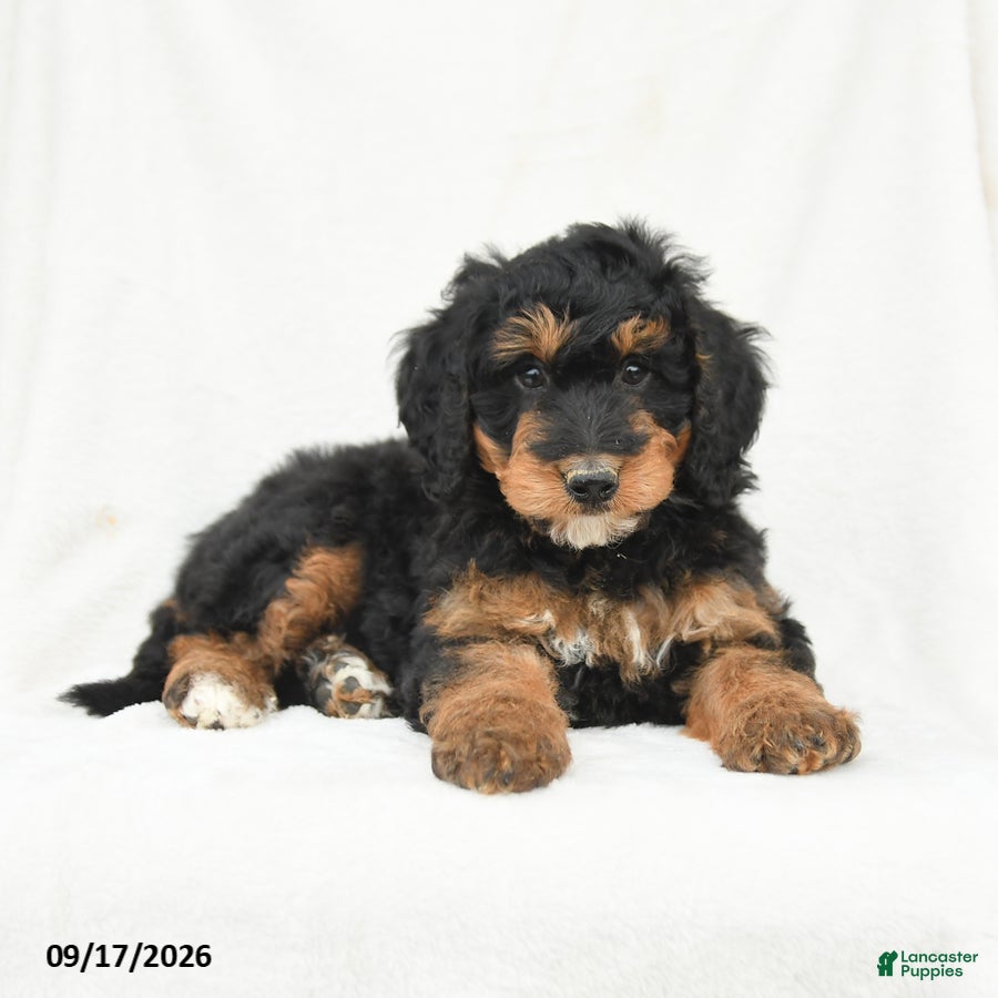 Mini Bernedoodle dogs Muffin - Ad 2
