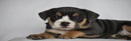 Beabull dogs for sale: Liam - Ad 8
