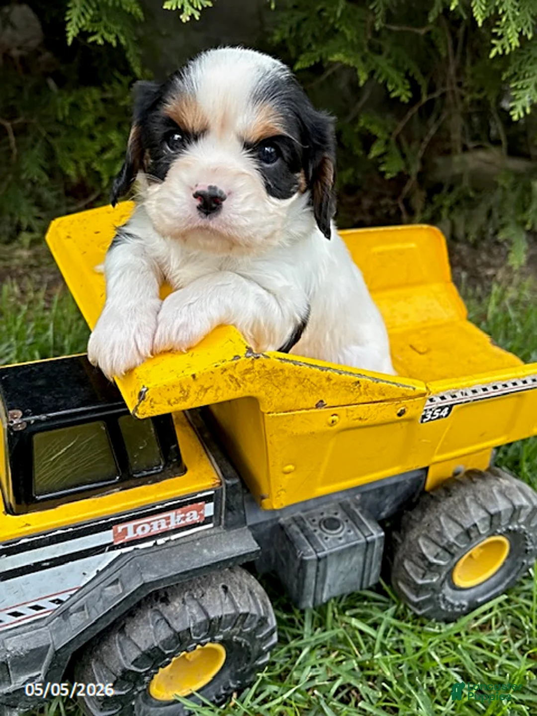 Cavalier King Charles Spaniel dogs for sale: Charlie - Ad 2