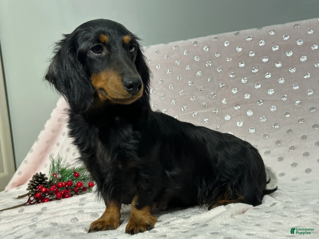 Miniature Dachshund dogs for sale: Luke - Ad 6