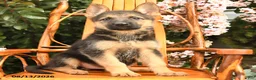 German Shepherd dogs for sale: Luna  - Ad 4