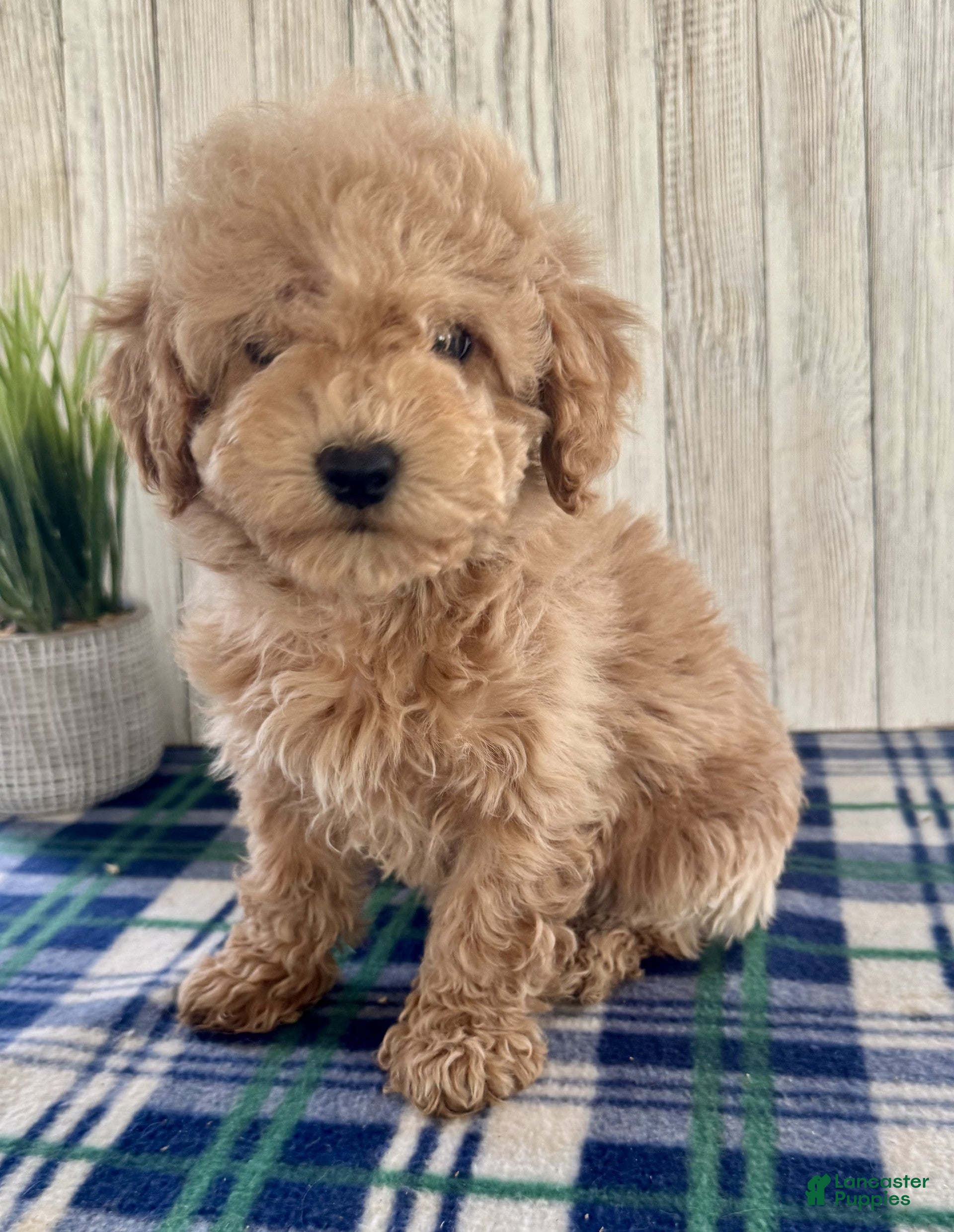 Maltipoo dogs Mia - Ad 2