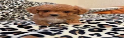 Toy Poodle dogs for sale: Hershey - Ad 7