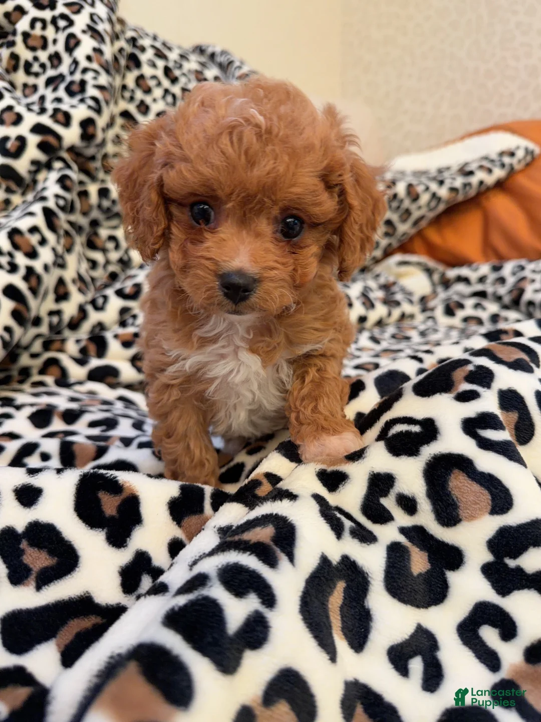 Toy Poodle dogs for sale: Hershey - Ad 7