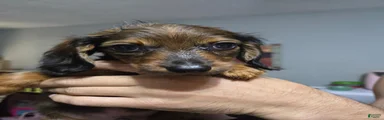 Dachshund 2