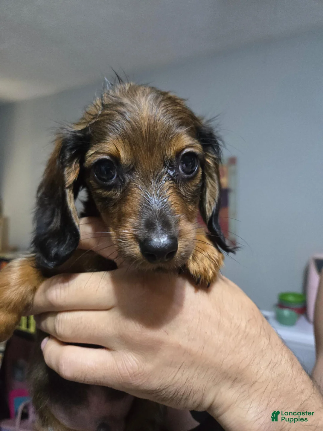 Dachshund dogs for sale: Dachshund 2 - Ad 1