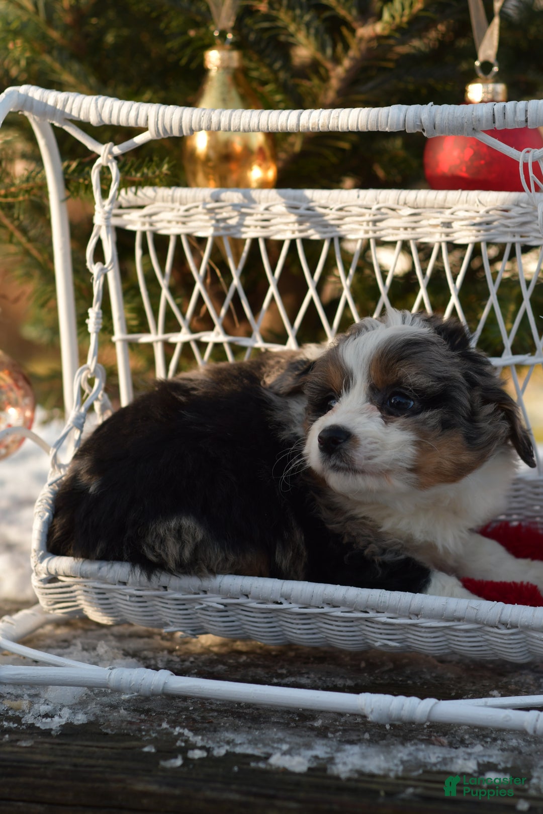 Mini Aussiedoodle dogs for sale: Goose - Ad 4