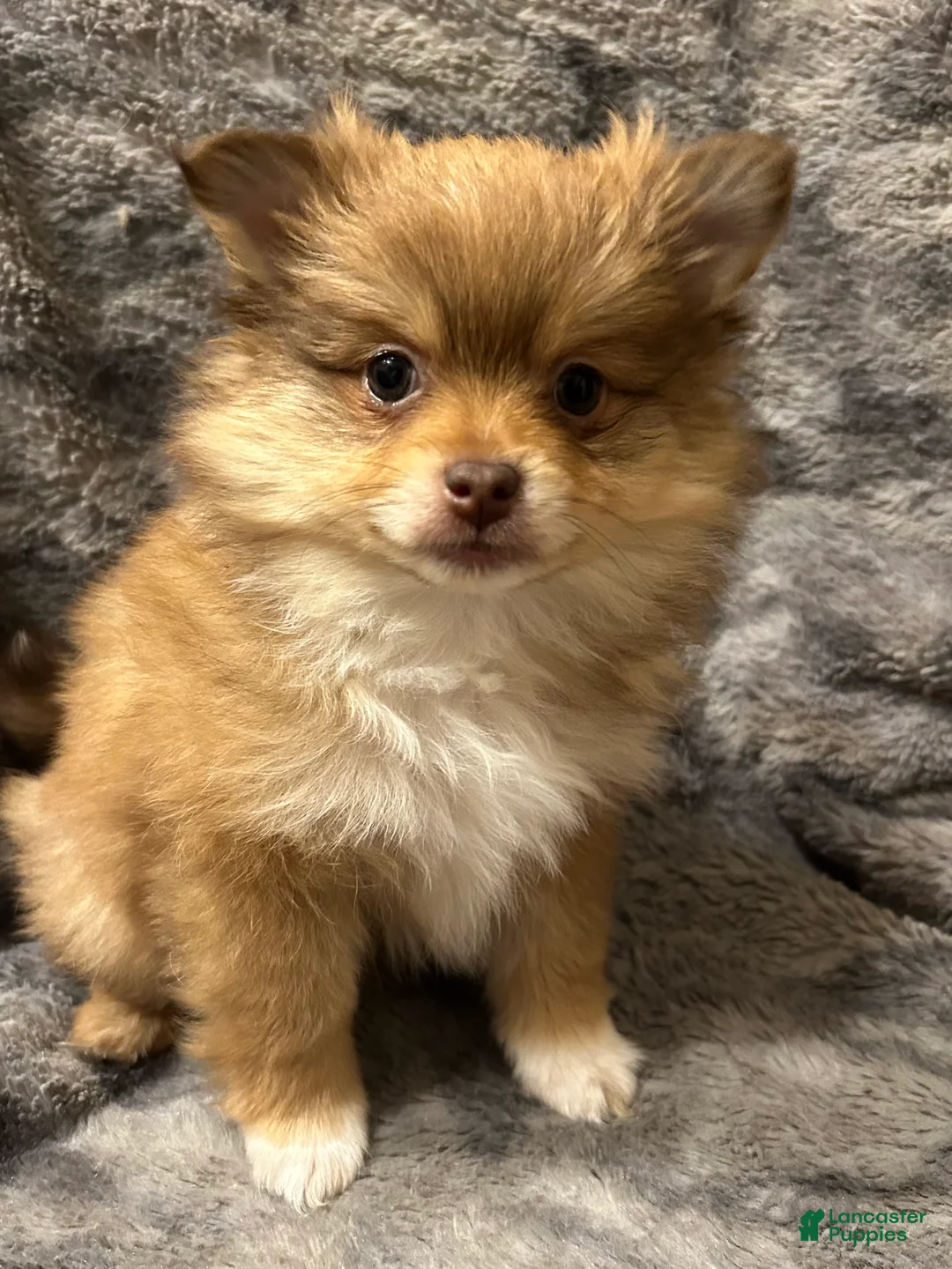 Pomeranian dogs for sale: Roxy - Ad 1