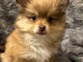 Pomeranian dogs Roxy - Ad 21