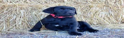 Labrador Retriever dogs for sale: Red Collar - Ad 1