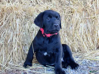Labrador Retriever dogs for sale: Red Collar - Ad 3