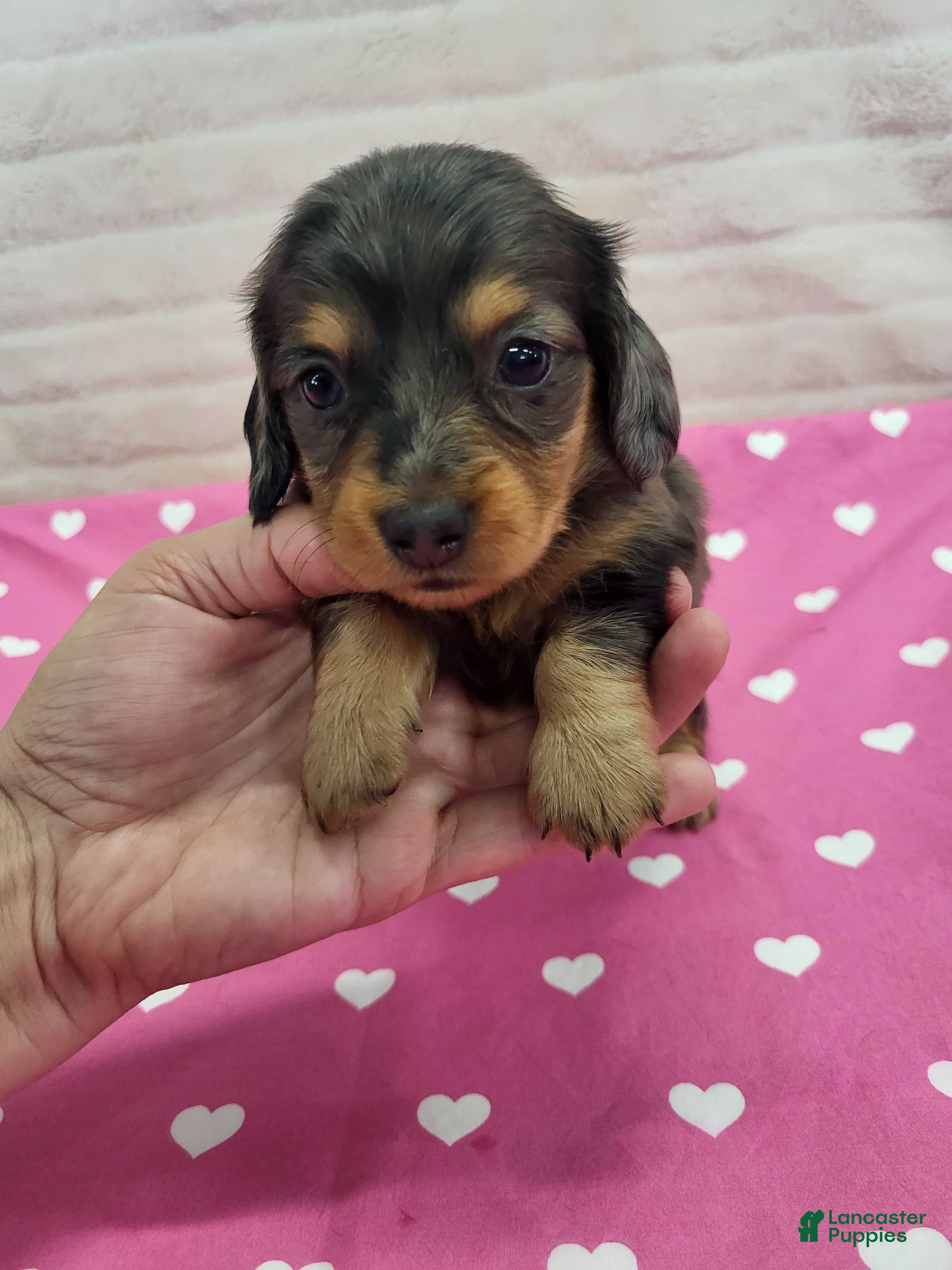 Miniature Dachshund dogs Hope - Ad 2