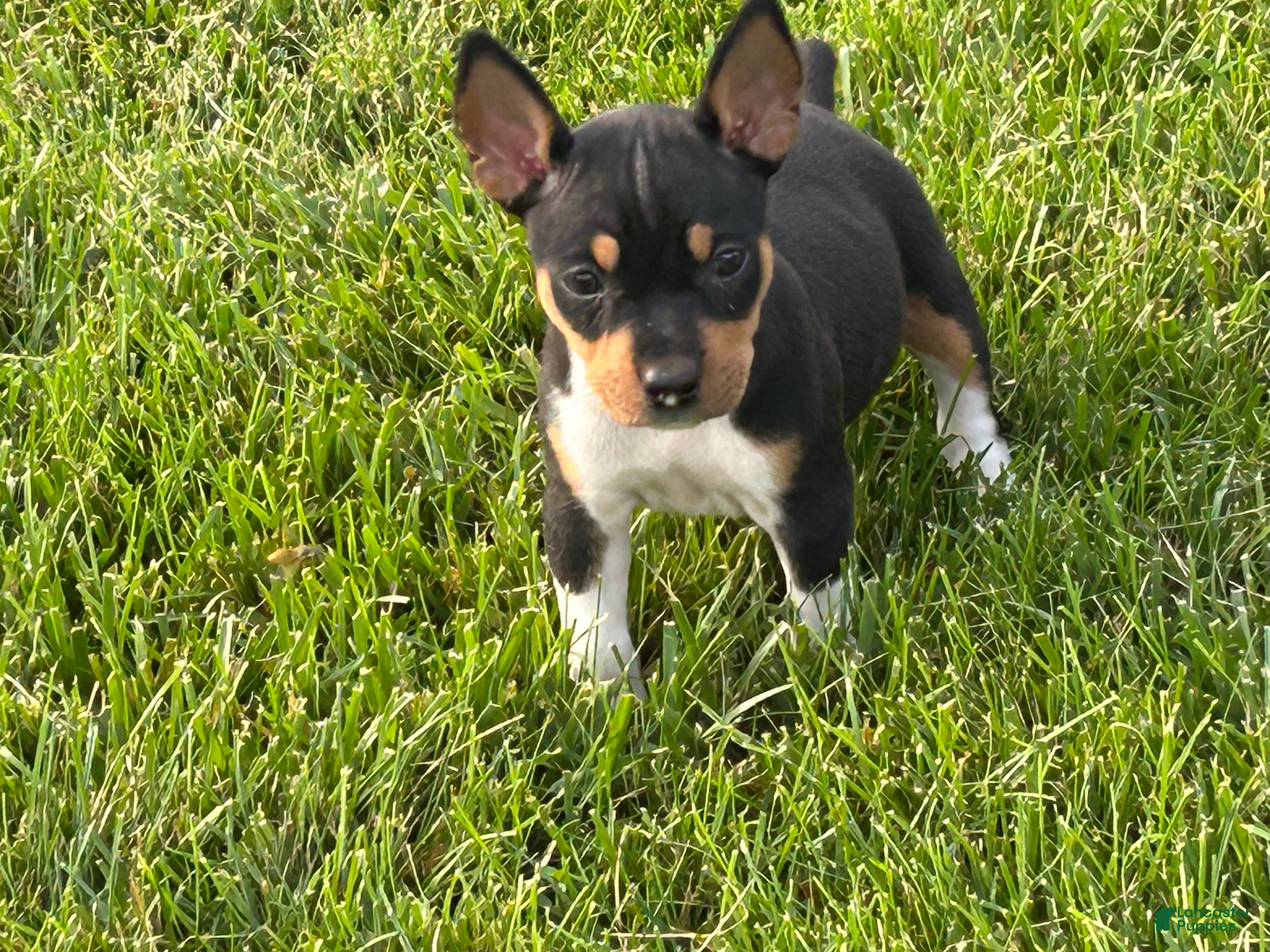 Rat Terrier dogs Old Dominion terrier Bonnie  - Ad 2