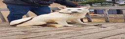 German Shepherd dogs for sale: Honey - Ad 5