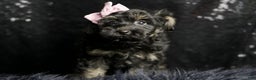Maltipoo dogs for sale: Buzzy - Ad 2
