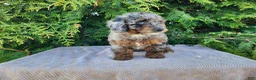 Mini Bernedoodle dogs for sale: Leasha - Ad 7