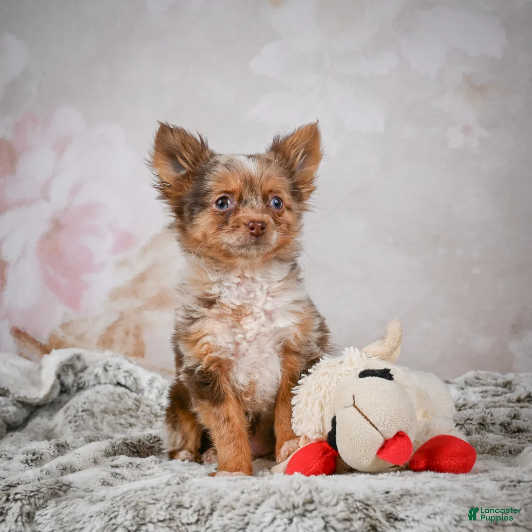 Chihuahua dogs for sale: Rolex - Ad 14