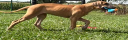 Great Dane dogs for sale: Patience Great Dane  - Ad 5