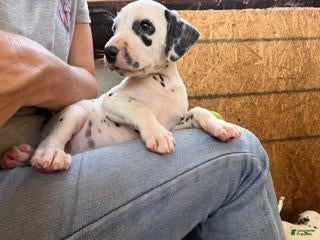 Dalmatian dogs Male 3 - Ad 2
