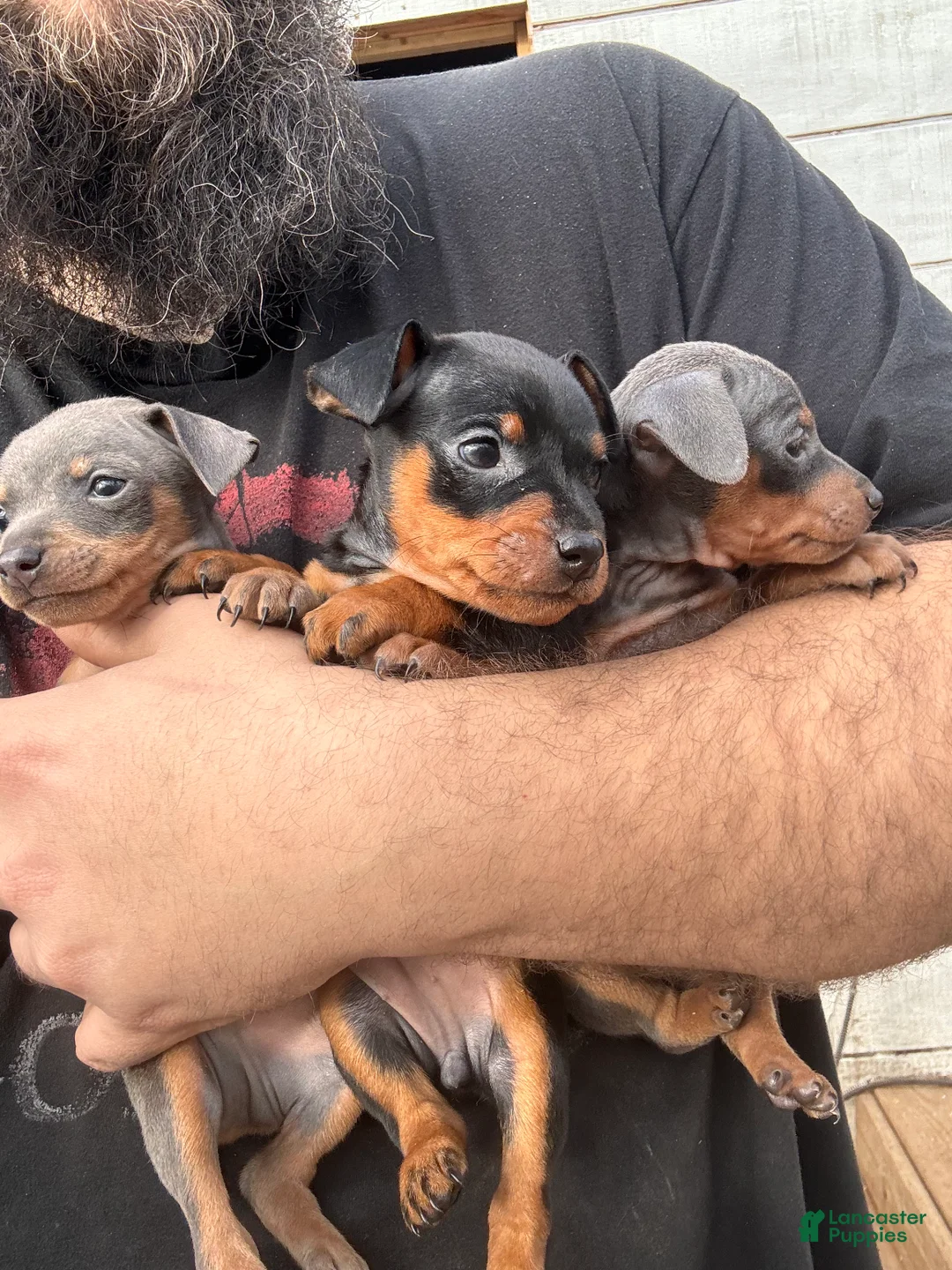 Miniature Pinscher dogs for sale: Darling - Ad 4