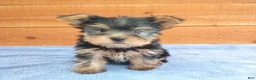 Yorkshire Terrier dogs for sale: River - Ad 3