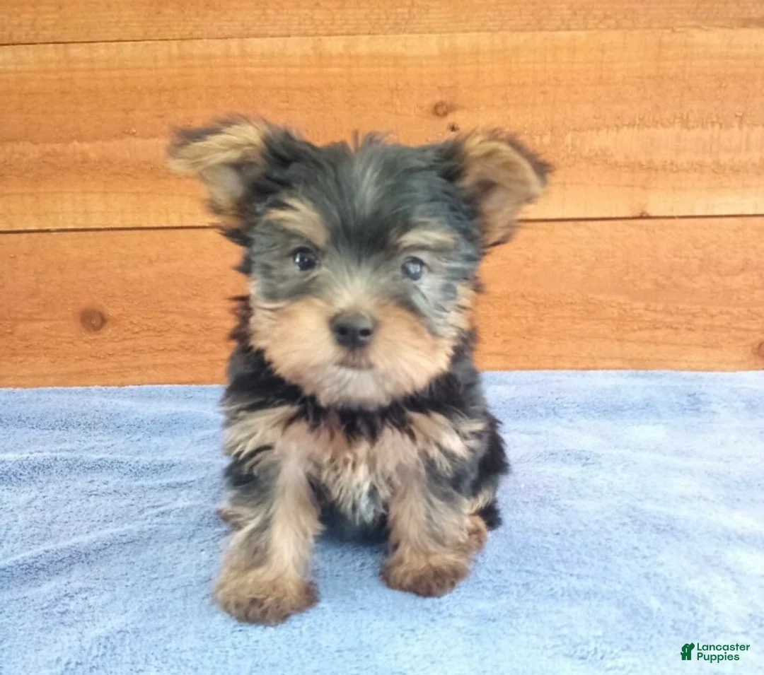 Yorkshire Terrier dogs for sale: River - Ad 3