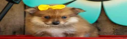 Pomeranian dogs for sale: Farris  - Ad 20