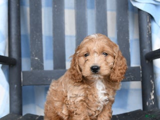 Cockapoo dogs Ricky - Ad 5
