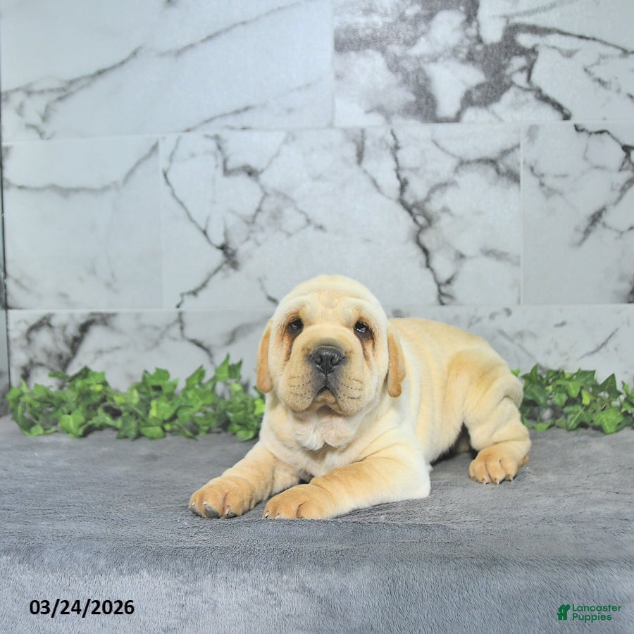 Mini Hippo dogs Conner - Ad 2