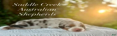 Australian Shepherd 3