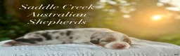 Australian Shepherd dogs for sale: Australian Shepherd 3 - Ad 1