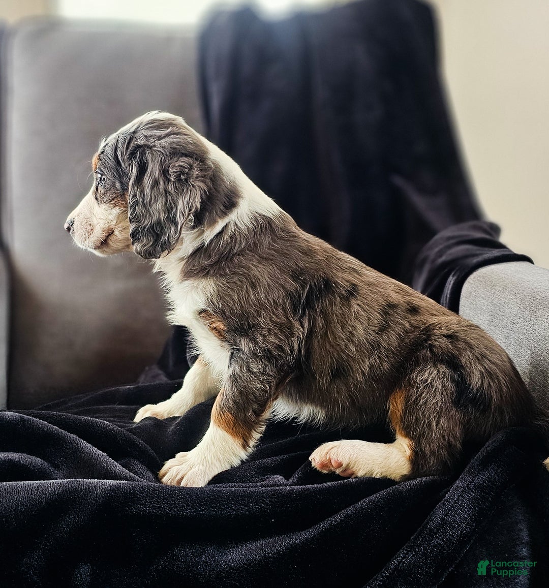 Mini Bernedoodle dogs for sale: Ally - Ad 3