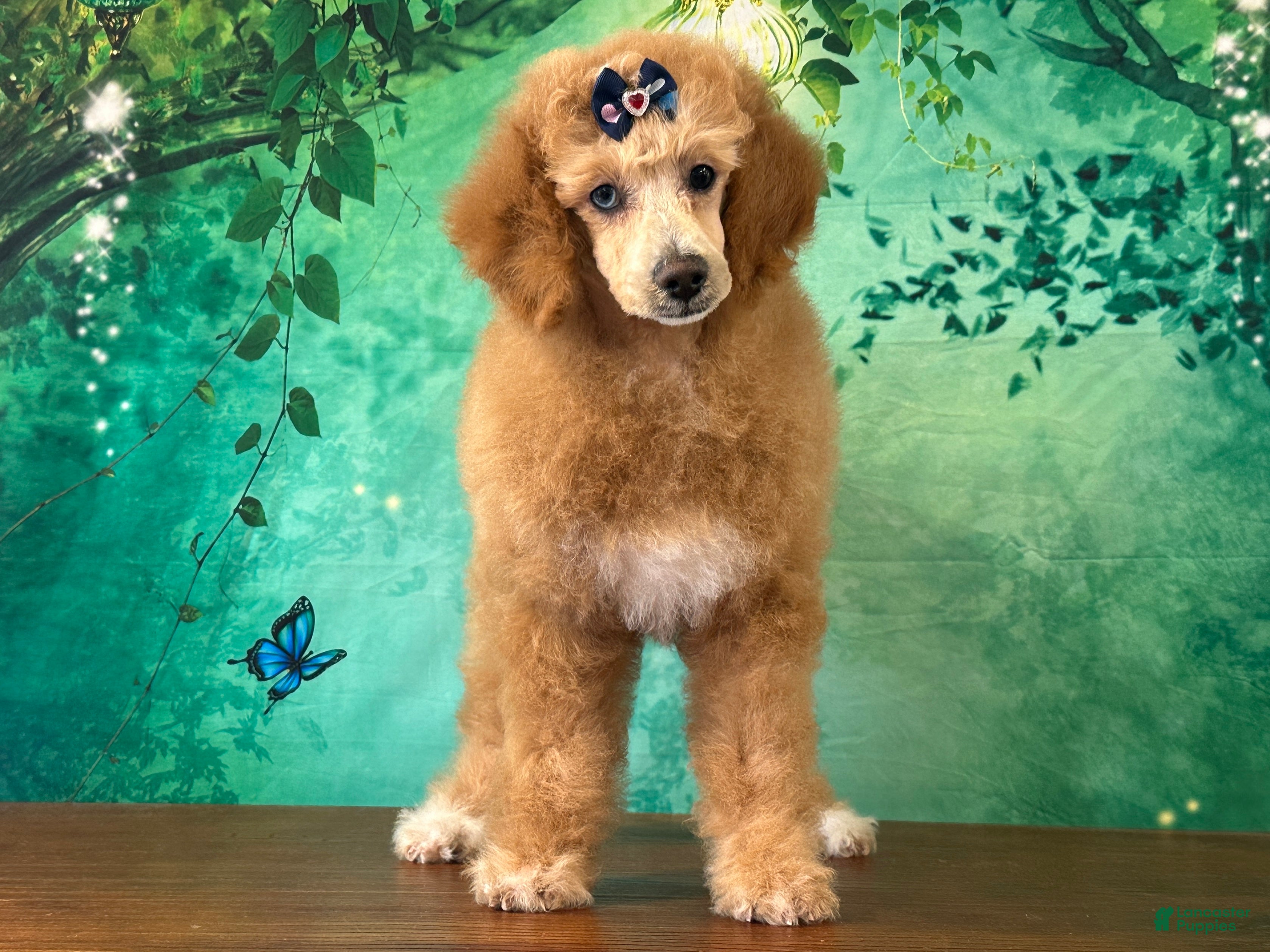 Miniature Poodle dogs for sale: Raya - Ad 2