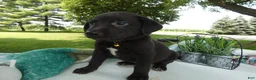 Sheprador dogs for sale: Sheprador 6 Sly - Ad 4