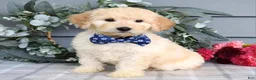 Goldendoodle dogs for sale: Freddie - Ad 1