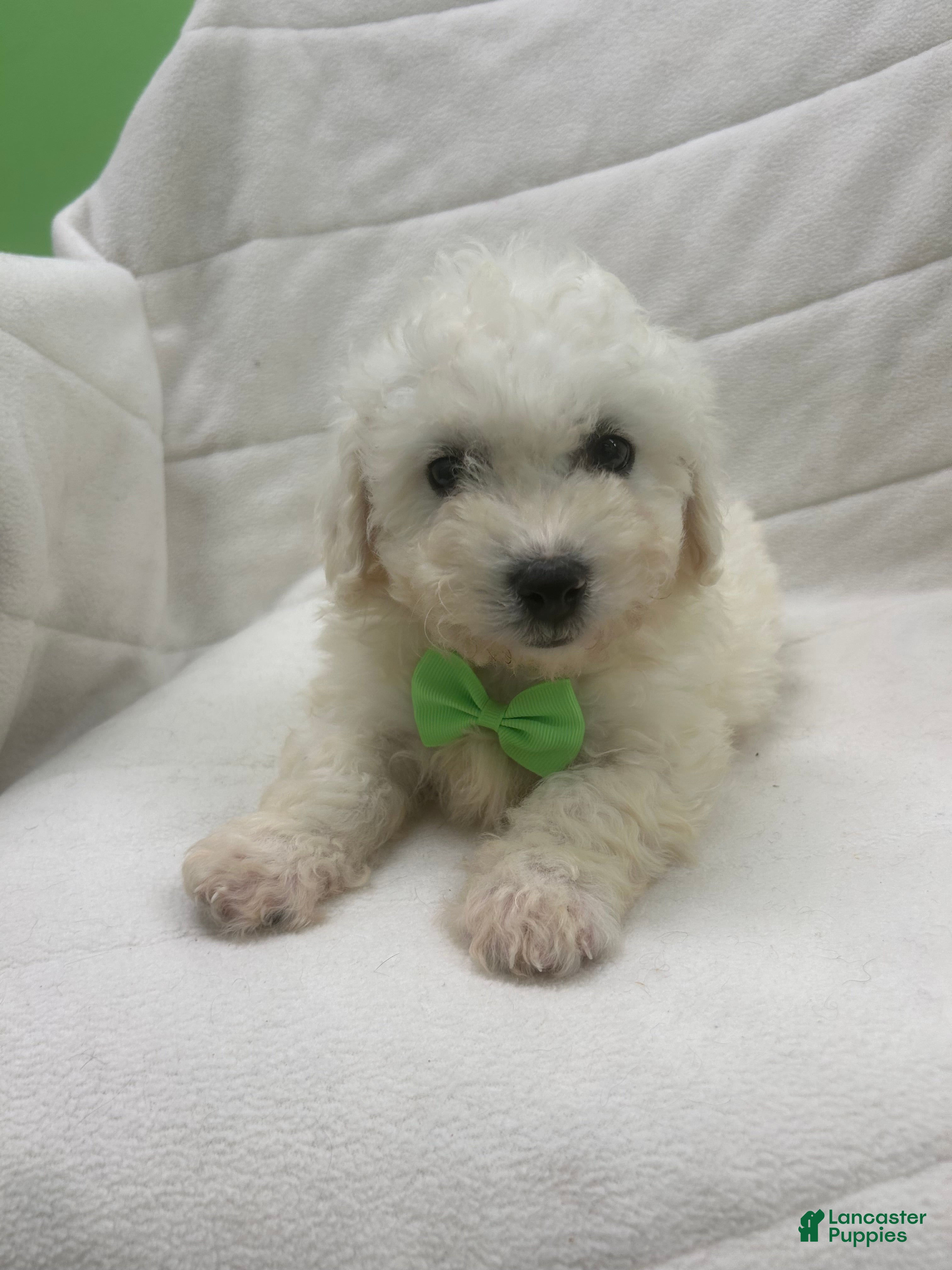 Bichon Frise dogs Bichon Frise Puppy 1 - Ad 3