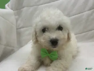 Bichon Frise dogs Bichon Frise Puppy 1 - Ad 3