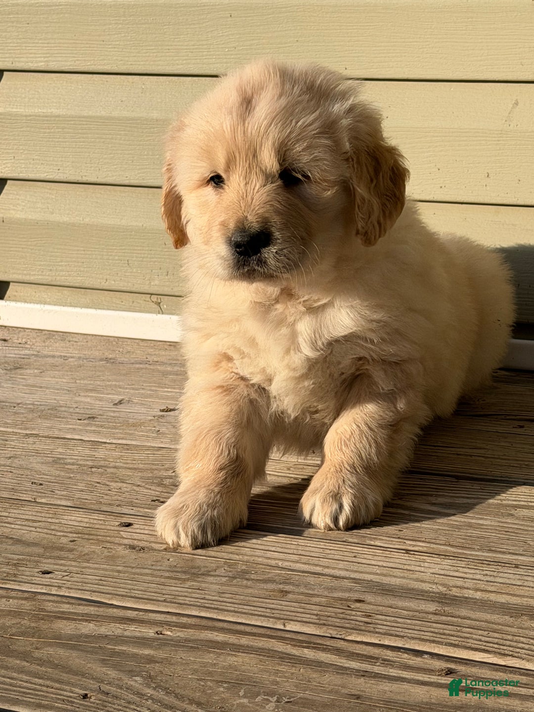 Golden Retriever dogs for sale: Eleven - Ad 2