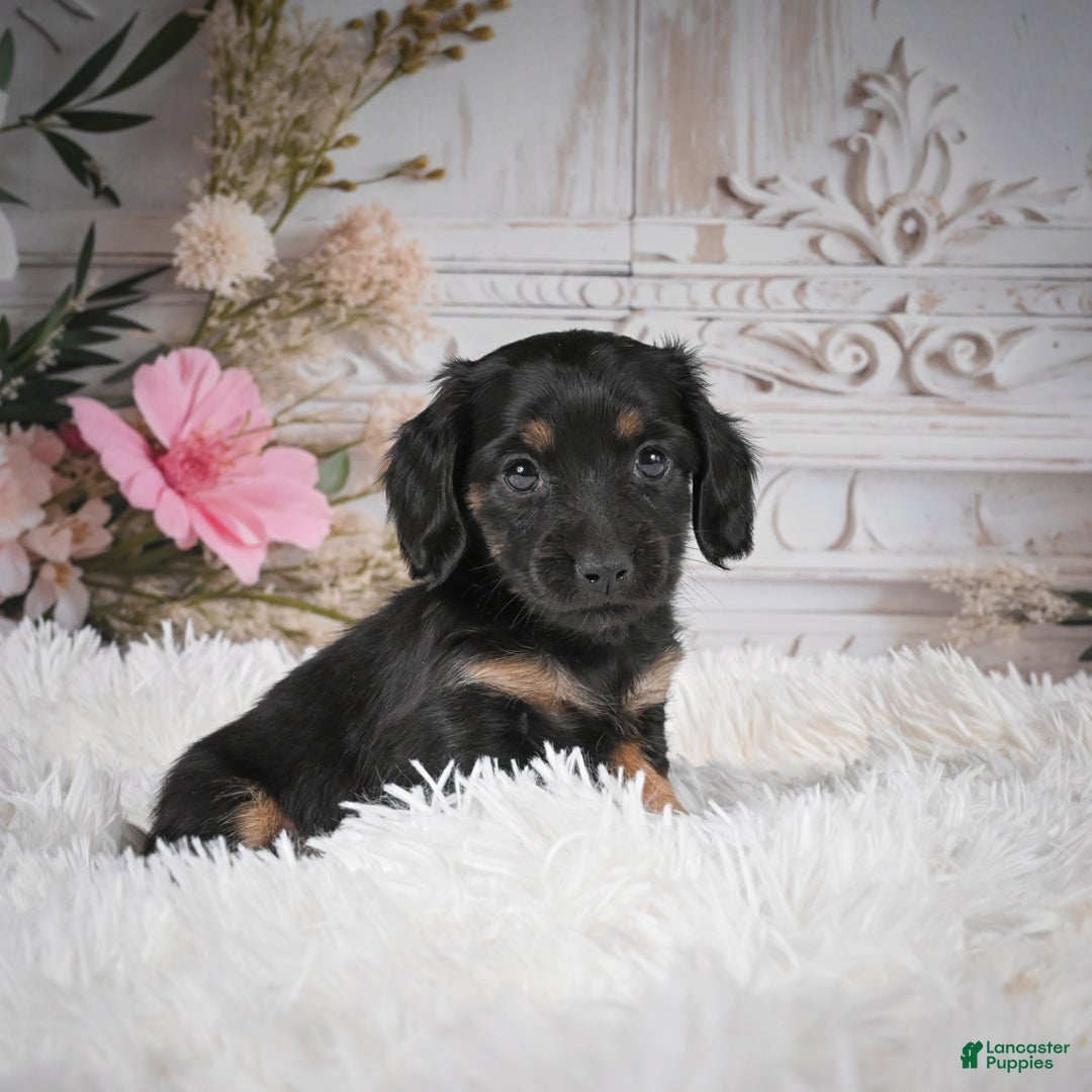 Miniature Dachshund dogs for sale: Panda-AKC - Ad 4