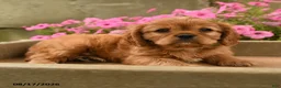 Cavalier King Charles Spaniel dogs for sale: Chevy - Ad 3