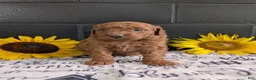 Mini Goldendoodle dogs for sale: Mini -Mo - Ad 6