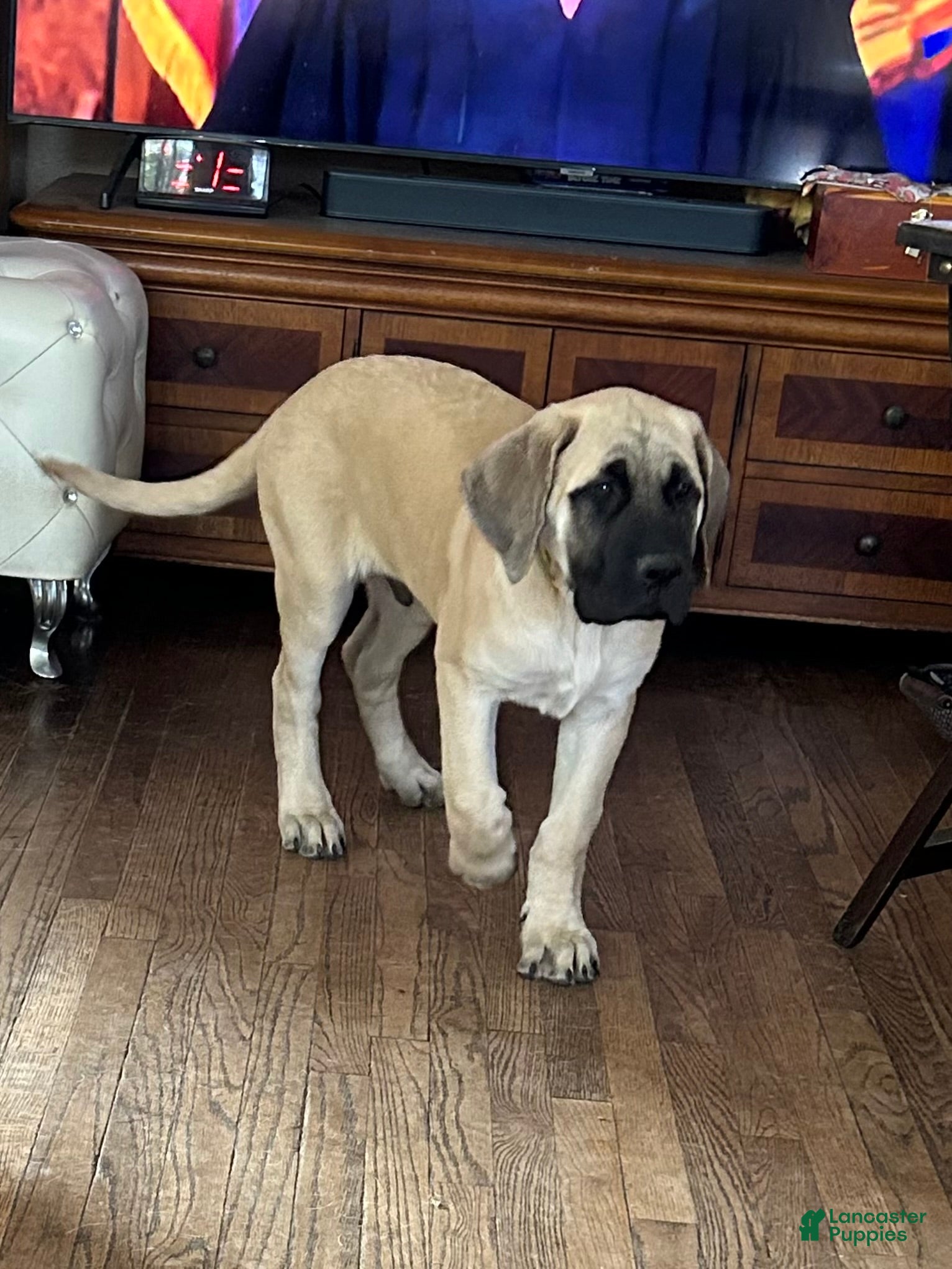 Mixed Breed dogs for sale: Sunny - Ad 1