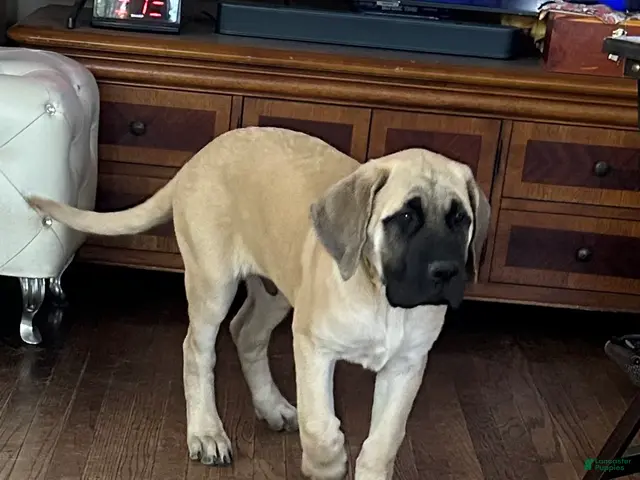 Mixed Breed dogs for sale: Sunny - Ad 1
