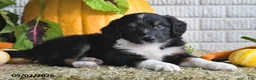 Mixed Breed dogs for sale: Brittney - Ad 3