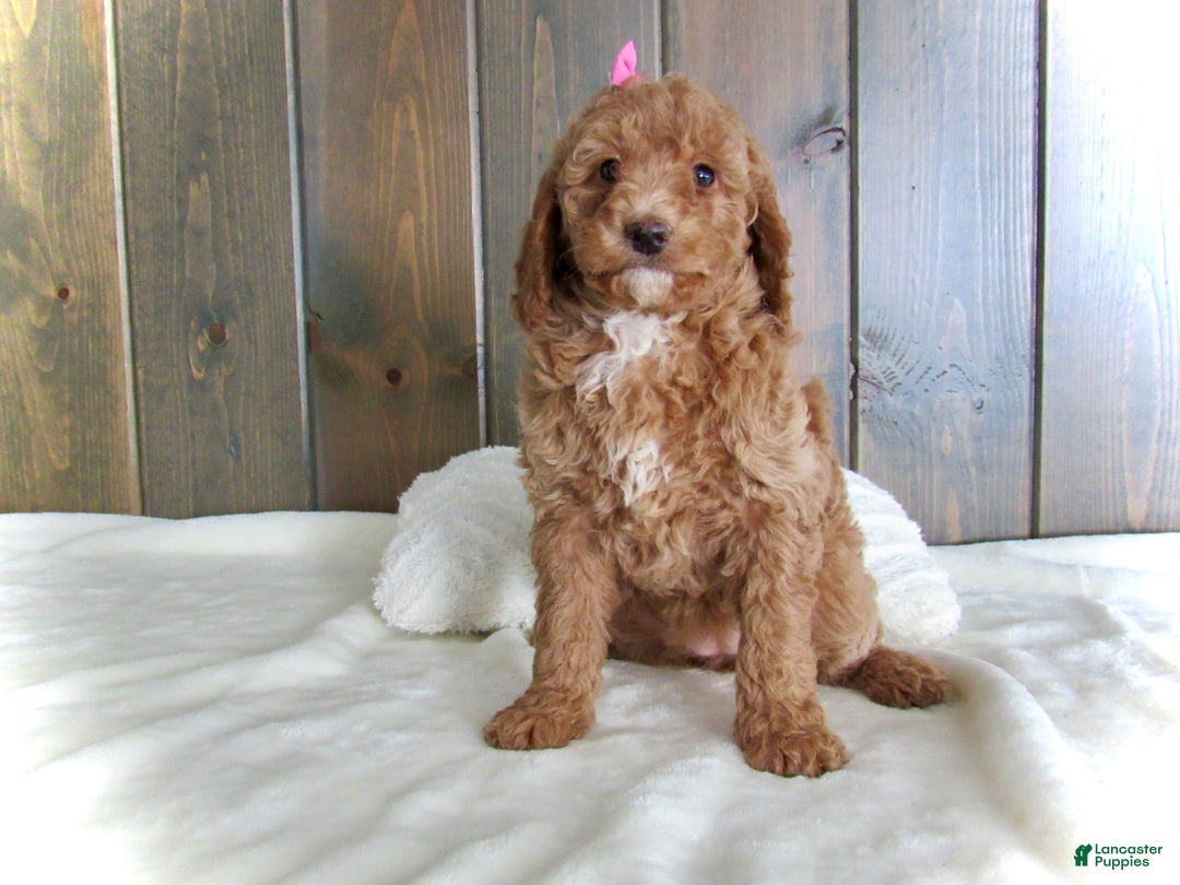 Mini Goldendoodle dogs for sale: Chloe - Ad 7